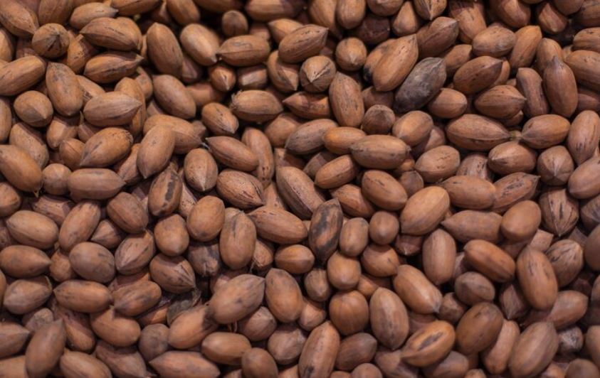 Cocoa Bean Shortage
