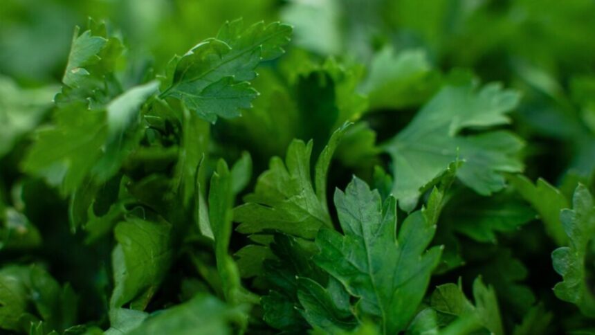 Cilantro Shortage
